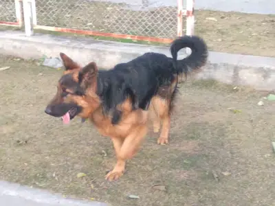 Huge Size German Shepherd for Sale